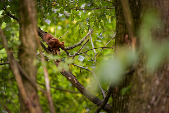 a brown squirrel in the tree during summer season. Sciurus vulgaris in the morning