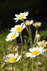 Chamomile on a black background. Chamomile on a black background
