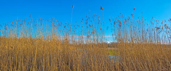 Reed along the misty sunny edge of a frozen lake in wetland in foggy sunlight below a blue sky in winter, Almere, Flevoland, The Netherlands, January 25, 2021