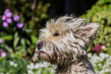 Portrait of a West Highland White Terrier