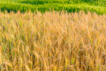 Barley field in golden glow of evening sun
