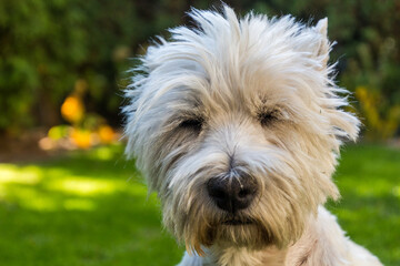 Portrait of a West Highland White Terrier