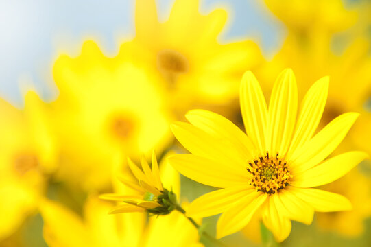 Yellow Arnica flowers postcard. Blurred background in yellow flowers. Wallpaper. Festive. Monotonous yellow.