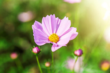 Fototapeta premium close up pink cosmos flowers garden