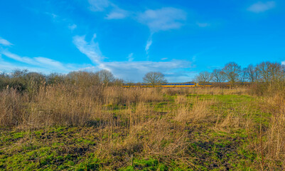 Obraz premium Reed along the misty sunny edge of a frozen lake in wetland in foggy sunlight below a blue sky in winter, Almere, Flevoland, The Netherlands, January 25, 2021