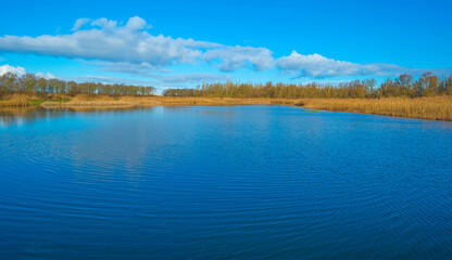 Reed along the misty sunny edge of a frozen lake in wetland in foggy sunlight below a blue sky in winter, Almere, Flevoland, The Netherlands, January 25, 2021