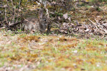 Common rabbit or European rabbit (Oryctolagus cuniculus) hiding between hawthorn branches. Leon, Spain