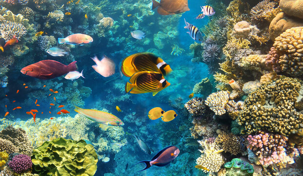 fish in the natural environment