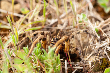 Selective focus of a Wolf Spider (Lycosa fasciiventris). European tarantula.