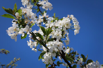 Apfelblüte weiß