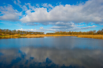 Reed along the misty sunny edge of a frozen lake in wetland in foggy sunlight below a blue sky in winter, Almere, Flevoland, The Netherlands, January 25, 2021