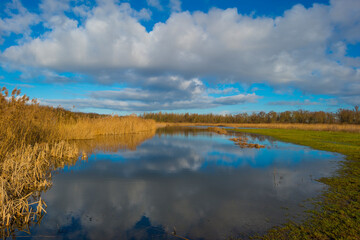 Reed along the misty sunny edge of a frozen lake in wetland in foggy sunlight below a blue sky in winter, Almere, Flevoland, The Netherlands, January 25, 2021