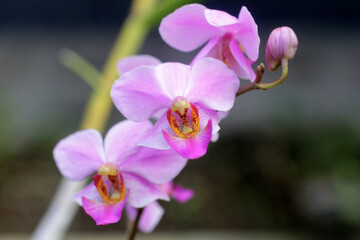 close-up of little purple orchid flowers