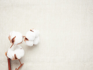 three cotton flowers on fabric, natural and soft fabric concept, manufacturing and sustainability