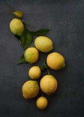 lemon tree branch with leaves and lemons of different sizes on a gray background