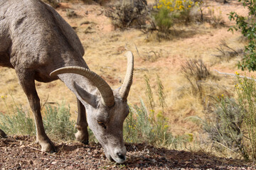 Bighorn sheep