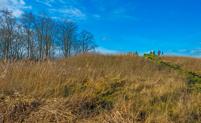 Trees and reed in a field on a hill with people in wetland below a blue sky in sunlight in winter, Almere, Flevoland, The Netherlands, January 25, 2021