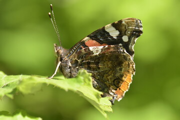 Vanessa atalanta butterfly on Onopordum acanthium into the forest at Galicia, Spain 07-14-2019