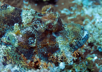 Fototapeta na wymiar The head of the Raggy scorpionfish crouched with its mouth slightly open, waiting for its prey.