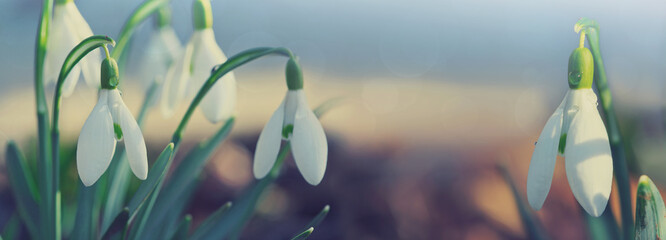 White snowdrops flower in sunny garden . Easter background.
