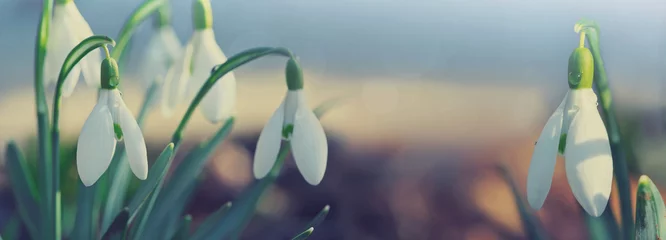 Foto op Plexiglas White snowdrops flower in sunny garden . Easter background. © Swetlana Wall