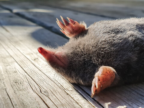 Close up shot of a poor, little mole sleeping on its back on the wooden planks of a patio, porch or veranda in a country house.