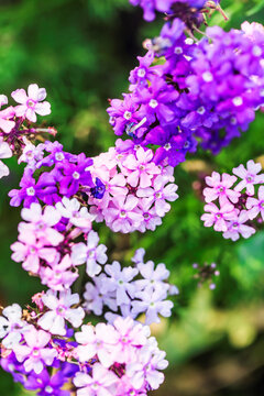 Polemoniaceae Flowers Background Slightly Defocused Bee