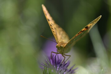 Argynnis pandora seitzi butterfly on Onopordum acanthium into the forest at Galicia, Spain 05-23-2020