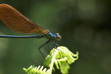 Young male of Calopteryx virgo dragonfly on a little mountain creek at Galicia, Spain