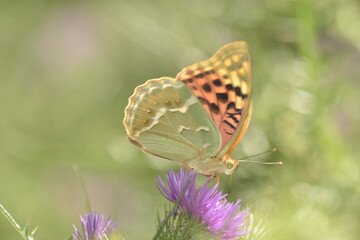 Argynnis pandora seitzi butterfly on Onopordum acanthium into the forest at Galicia, Spain 05-23-2020