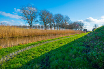 Obraz premium Reedy edge of a canal in a green grassy landscape in wetland in sunlight under a blue sky in winter, Almere, Flevoland, Netherlands, January 24, 2021