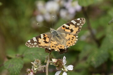 Vanessa cardui butterfly into the forest at Galicia, Spain 07-14-2019