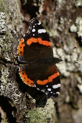 Vanessa atalanta butterfly on Onopordum acanthium into the forest at Galicia, Spain 09-27-2018
