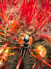 red and yellow spider