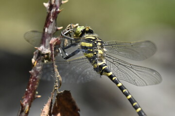 Cordulegaster boltonii male dragonfly on a little mountain creek at Galicia, Spain