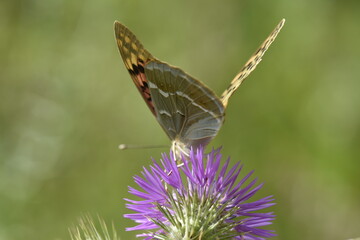 Argynnis pandora seitzi butterfly on Onopordum acanthium into the forest at Galicia, Spain 05-23-2020