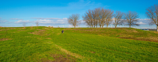 Naklejka premium Dike in a green grassy field in wetland in sunlight under a blue sky in winter, Almere, Flevoland, The Netherlands, January 24, 2021 