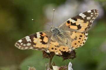 Vanessa cardui butterfly into the forest at Galicia, Spain 07-14-2019