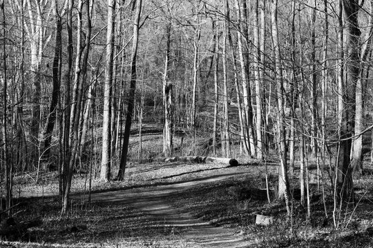 A black and white version of the winter forest.