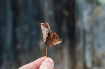 Close up of a female's hand holding delicately up a fallen leaf, brown and dry, against the dark,...