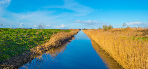 Obraz premium Reedy edge of a canal in a green grassy landscape in wetland in sunlight under a blue sky in winter, Almere, Flevoland, Netherlands, January 24, 2021
