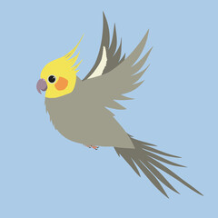 

A vector illustration of a gray male cockatiel in flight