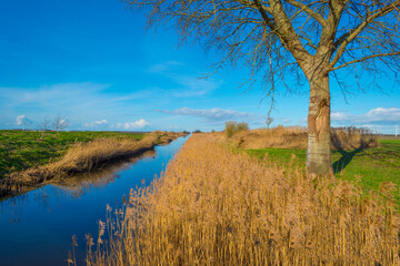 Fototapeta premium Reedy edge of a canal in a green grassy landscape in wetland in sunlight under a blue sky in winter, Almere, Flevoland, Netherlands, January 24, 2021