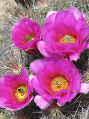 crocuses in the garden