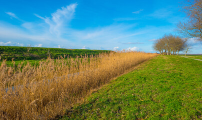 Reedy edge of a canal in a green grassy landscape in wetland in sunlight under a blue sky in winter, Almere, Flevoland, Netherlands, January 24, 2021