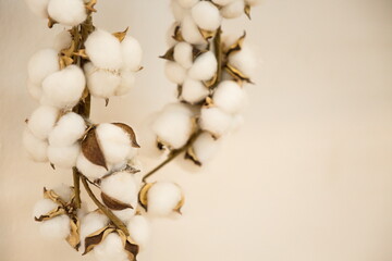 close up cotton fluffy plant on white background .
