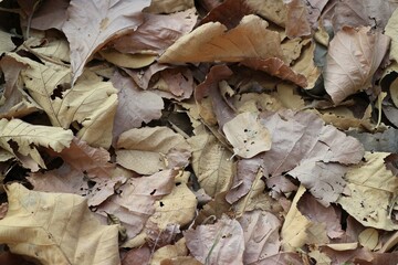 dried leaves on the ground