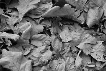 leaves on the ground