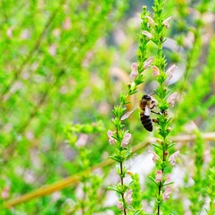 Abeja en su flor de la vida 