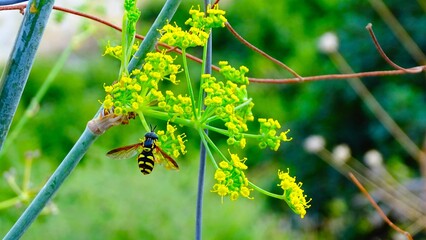 La llegada de la víspera en su habitat